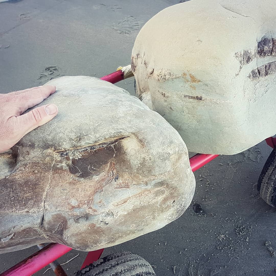 Leg day at the fossil gym today, 120kg (260lbs) of rock retrieved today. A block of whale skull elements including ear bones and one mystery block 🤔

Good thing I strengthened the little red wagon 😂

       