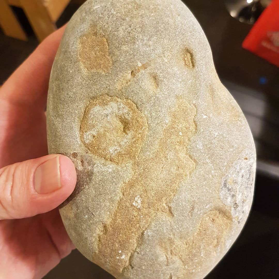 I need some help with this one. I found this concretion yesterday and I'm thinking it might be a small bone cluster, maybe cetacean. Anyone recognize anything in it?

Miocene coastal deposit. 
          