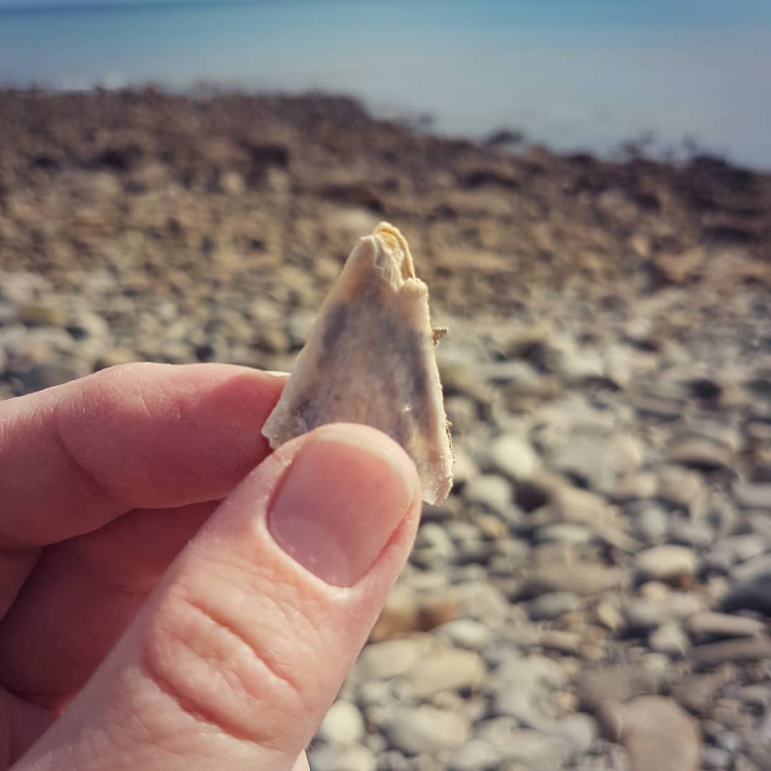 My first decent shark tooth! So stoked with it 😁 It's had a bit of a rough life but I love it. Any shark tooth experts know what kind it could be? Perhaps a mako? It's from a Miocene era deposit.

       