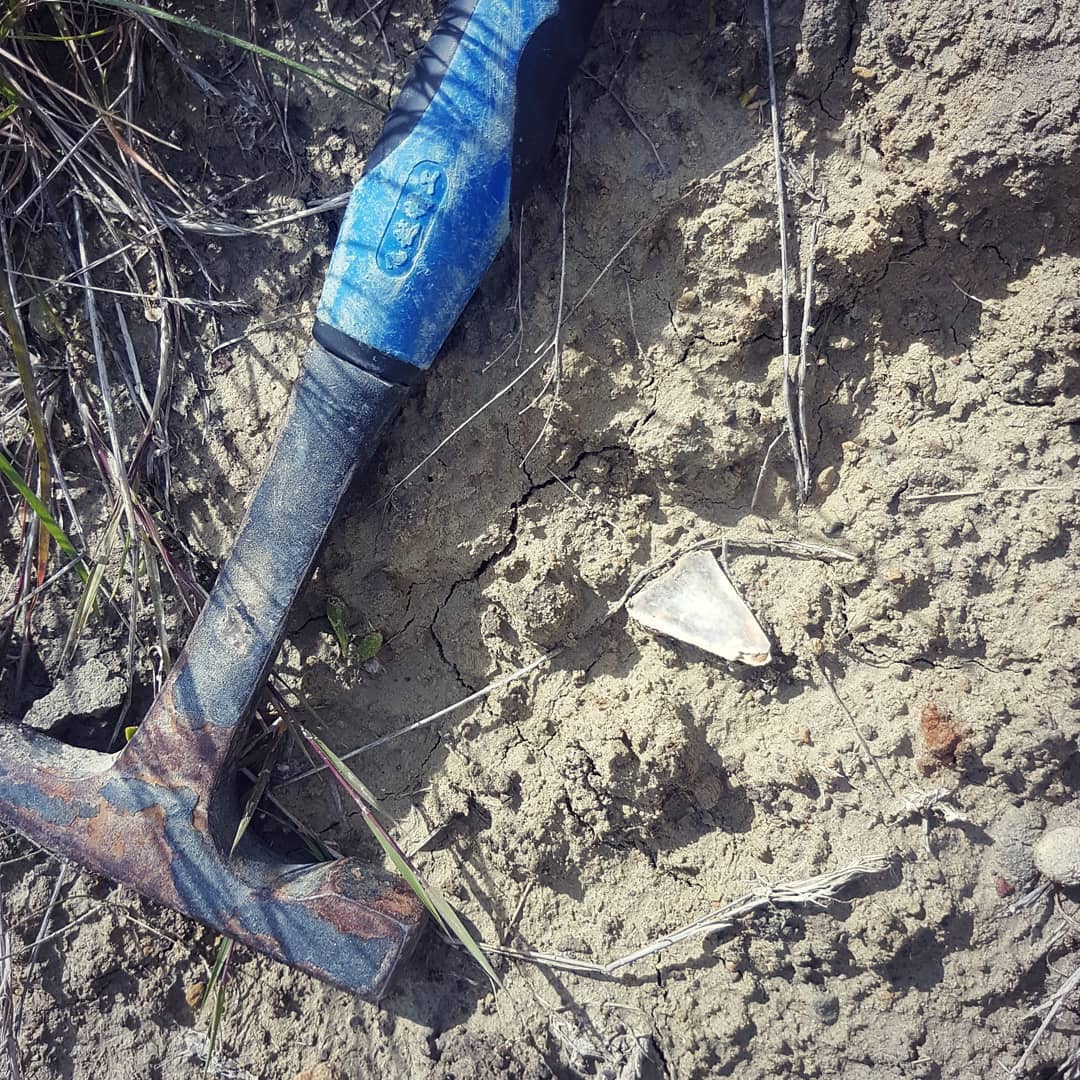 My first decent shark tooth! So stoked with it 😁 It's had a bit of a rough life but I love it. Any shark tooth experts know what kind it could be? Perhaps a mako? It's from a Miocene era deposit.

       