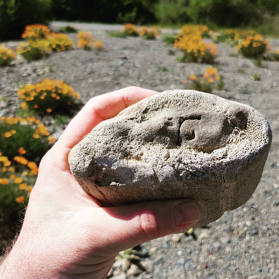 New video out! Includes me finding this amazing piece of whale bone. Perhaps from a baleen whale? Link in my bio.

       