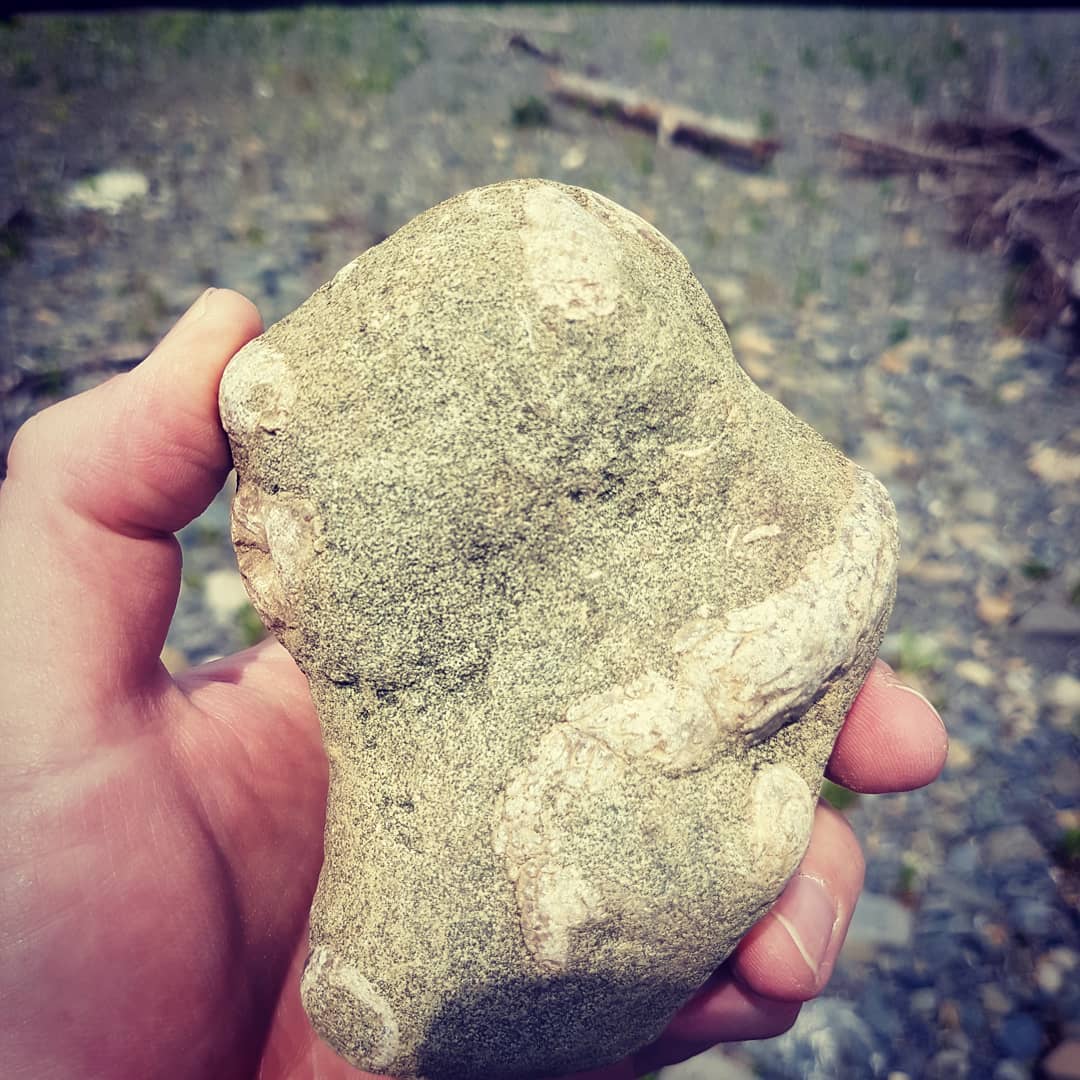 Waiparaconus, still some debate about whether it's a barnacle or coral. Only found in two places in the world, North Canterbury being one of them. I think the other is Antartica. This is my first time finding it, really happy to add it to my collection.

          