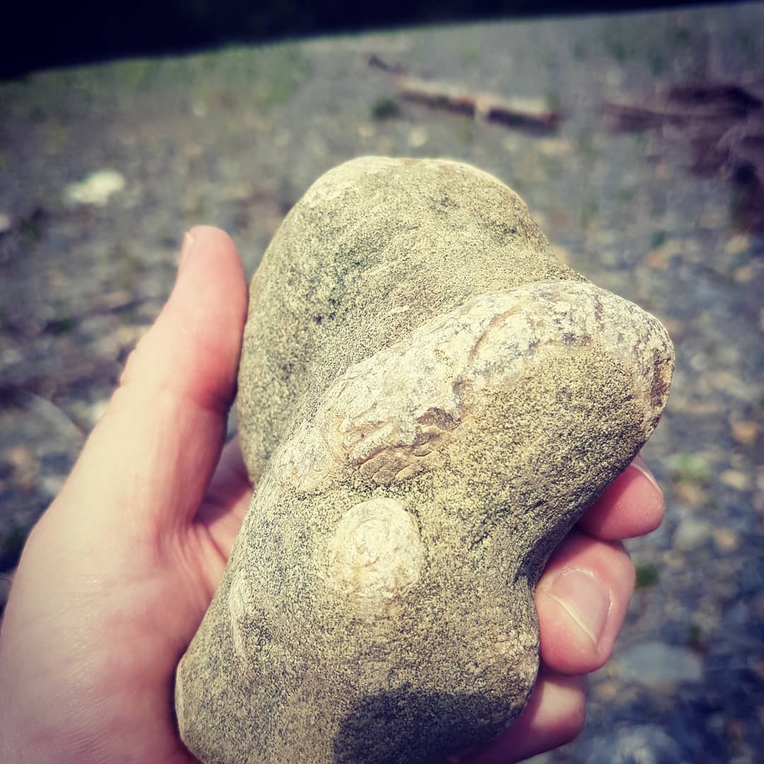 Waiparaconus, still some debate about whether it's a barnacle or coral. Only found in two places in the world, North Canterbury being one of them. I think the other is Antartica. This is my first time finding it, really happy to add it to my collection.

          