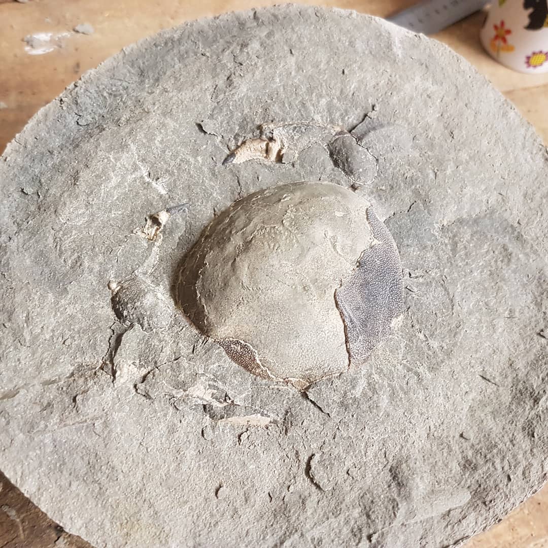 One of my "maybe" concretions was hiding a crab 😁 need to do some restoring before the prepping starts.

     