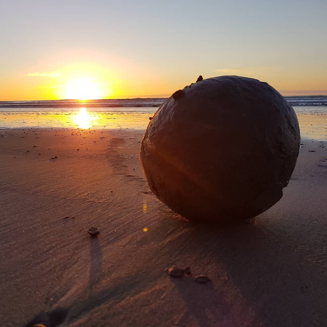 Found a fresh, basketball sized concretion this morning. Was still covered in clay so brought it home to see if it has a crab in it. Will update as soon as I know. Its busy drying out at the moment.

      