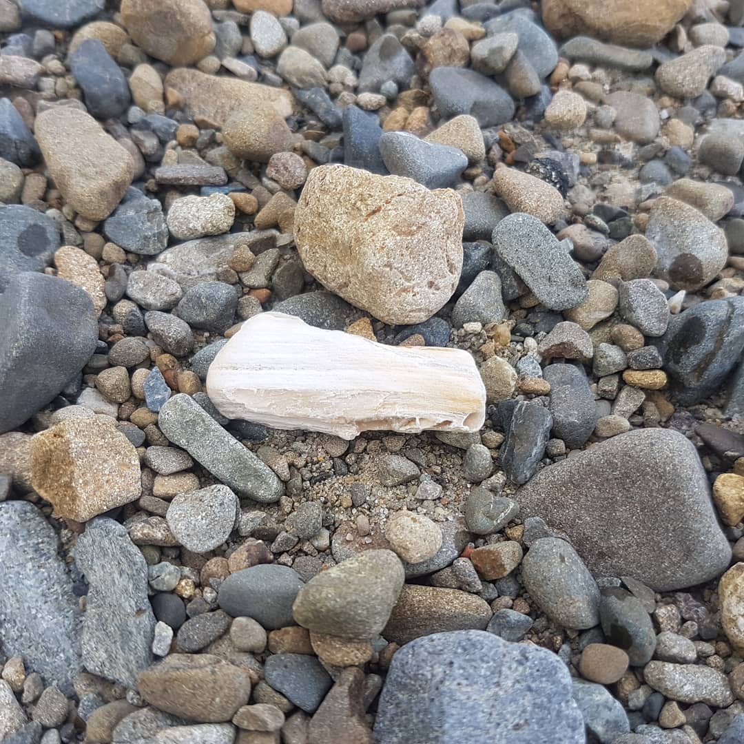 Perfect piece of petrified wood. Just sitting there waiting 😁
It has some very nice agatised areas.

        