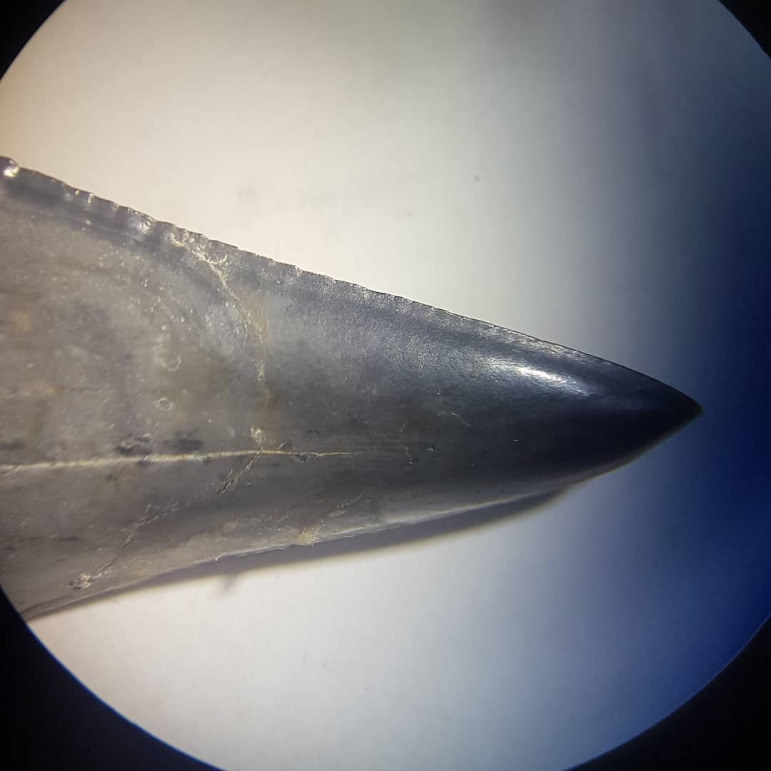 Here are some close ups of that shark tooth I found over the weekend. Some very faint serrations visible. I wonder if it's a worn Great White or one of the transitional ones 🤔 Let me know what you think! It's from a late Miocene to Pliocene area.

         