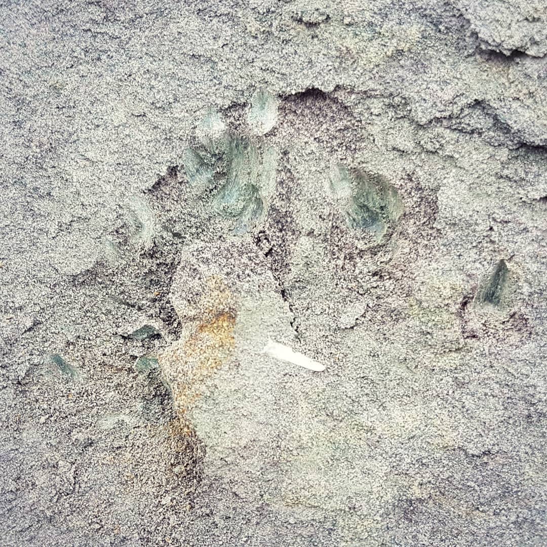 Found my first fossil shark teeth!! 😍 Video of the hunt is on my YouTube channel - link in my bio.

This is from a 60 million year old formation on the South Island of New Zealand. Larger one is 1.5cm.

          