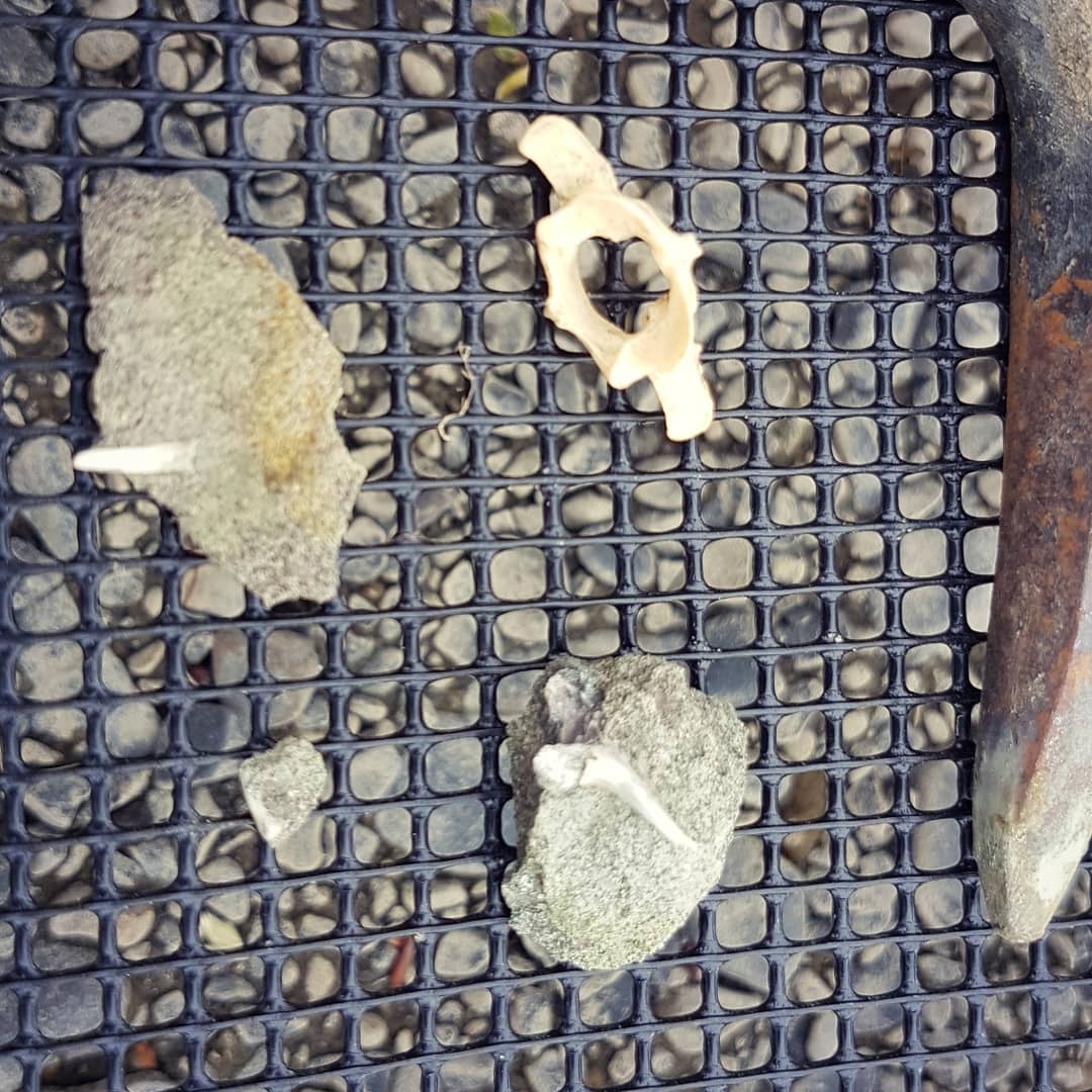 Found my first fossil shark teeth!! 😍 Video of the hunt is on my YouTube channel - link in my bio.

This is from a 60 million year old formation on the South Island of New Zealand. Larger one is 1.5cm.

          