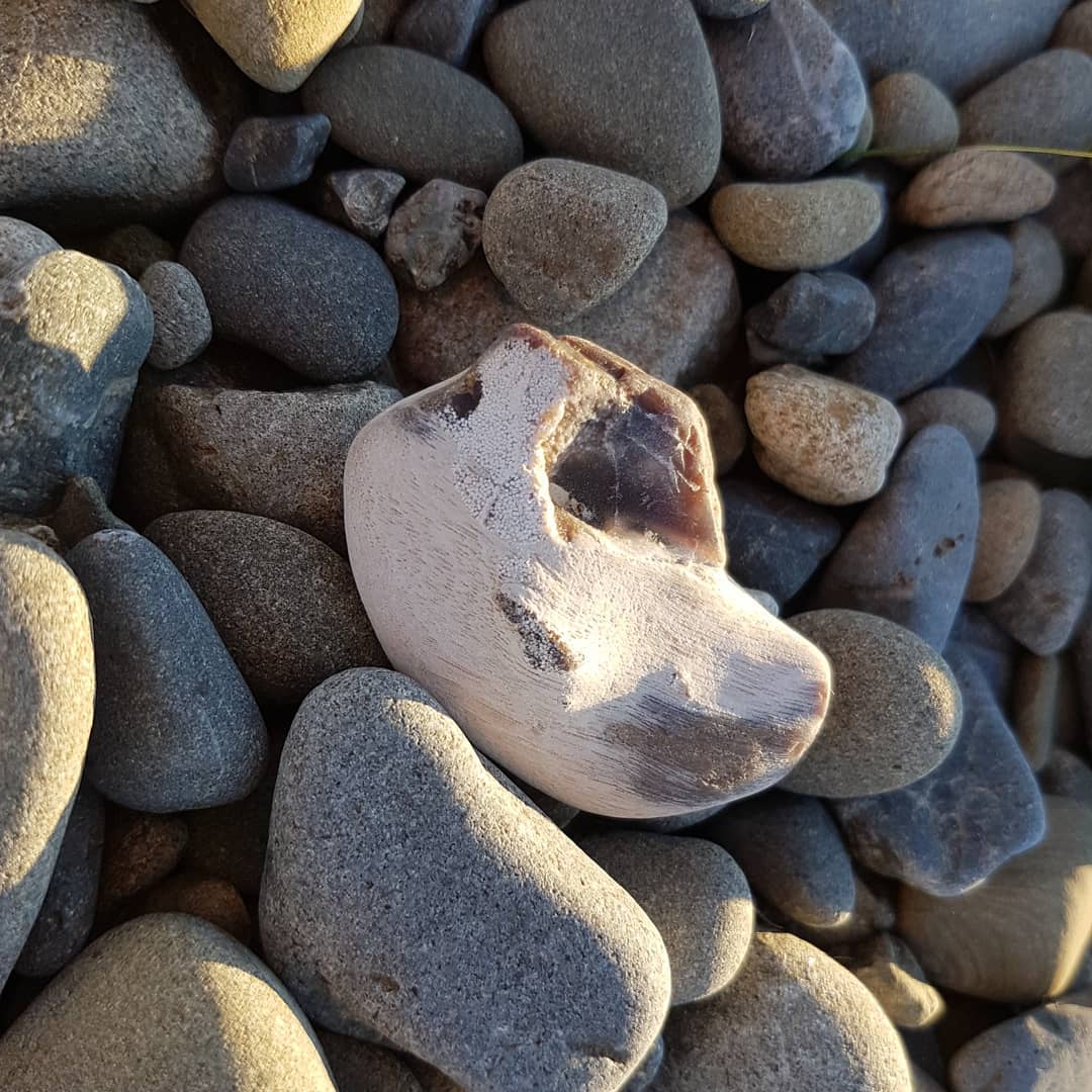 Had a great 2 hour hunt for some petrified wood yesterday. Came away with some prize pieces. Thanks @provenance_jade for the company!

Swipe for more pics.

            