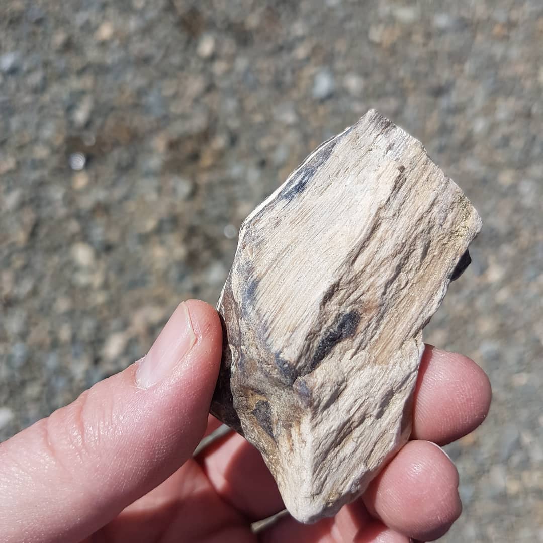 Had a great 2 hour hunt for some petrified wood yesterday. Came away with some prize pieces. Thanks @provenance_jade for the company!

Swipe for more pics.

            