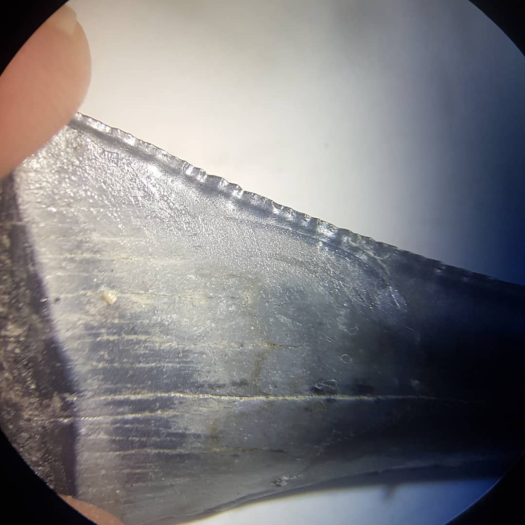 Here are some close ups of that shark tooth I found over the weekend. Some very faint serrations visible. I wonder if it's a worn Great White or one of the transitional ones 🤔 Let me know what you think! It's from a late Miocene to Pliocene area.

         