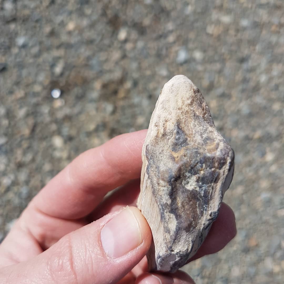 Had a great 2 hour hunt for some petrified wood yesterday. Came away with some prize pieces. Thanks @provenance_jade for the company!

Swipe for more pics.

            