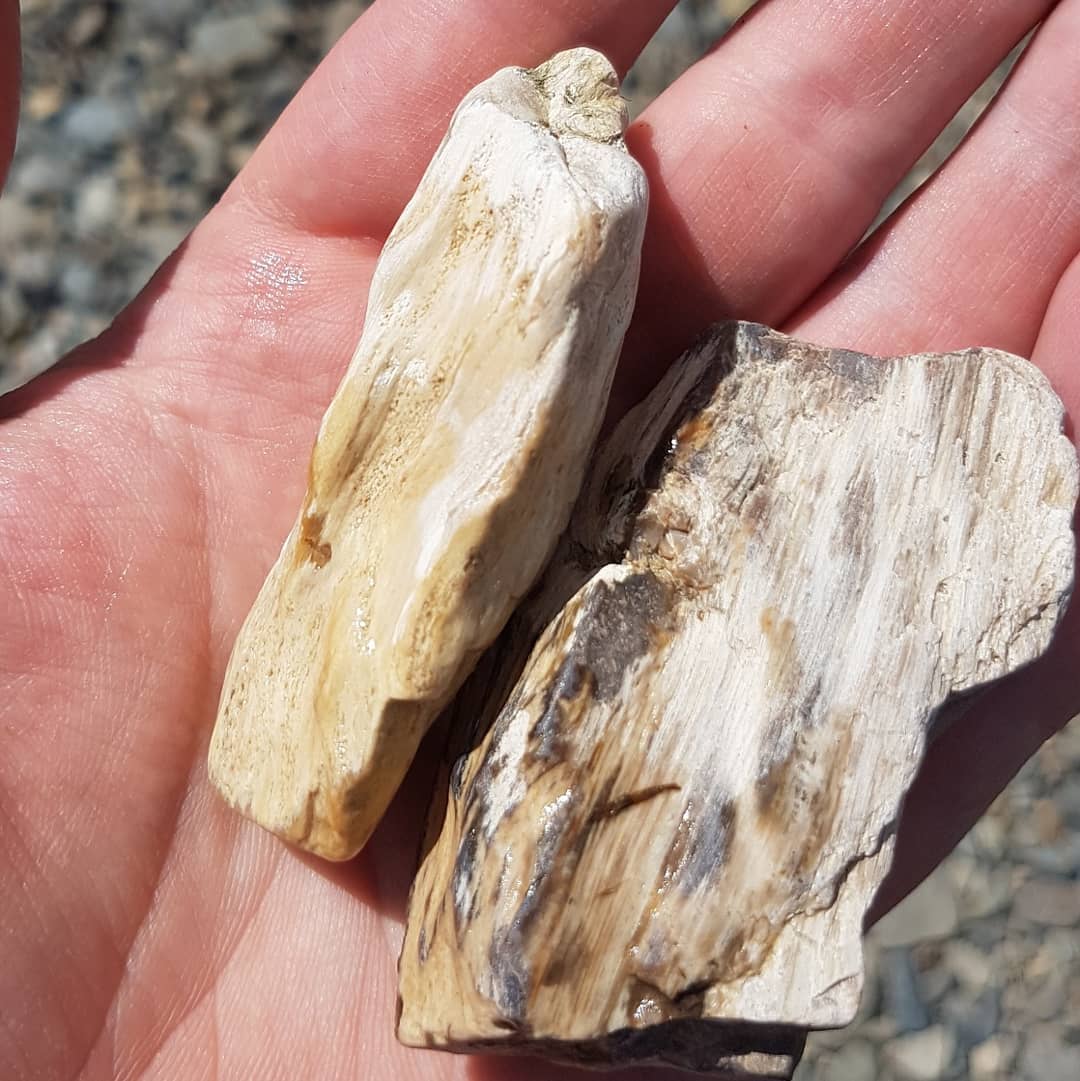 Had a great 2 hour hunt for some petrified wood yesterday. Came away with some prize pieces. Thanks @provenance_jade for the company!

Swipe for more pics.

            