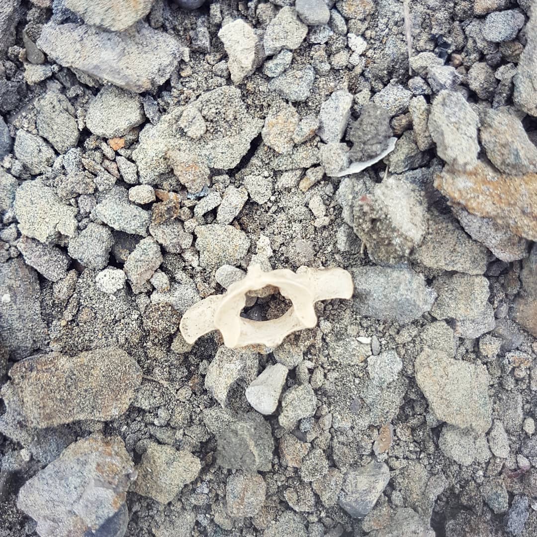 Help with the ID of this please. Found it in a marine formation of cretaceous age in New Zealand. Any one know what it could be? Swipe for more pics and size.

Could well be modern and just something that recently died on the site.

@the_bone_line found in the river near your vineyards 😀

            