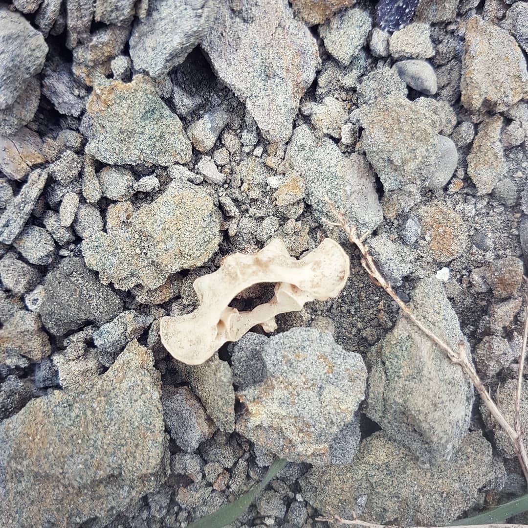 Help with the ID of this please. Found it in a marine formation of cretaceous age in New Zealand. Any one know what it could be? Swipe for more pics and size.

Could well be modern and just something that recently died on the site.

@the_bone_line found in the river near your vineyards 😀

            