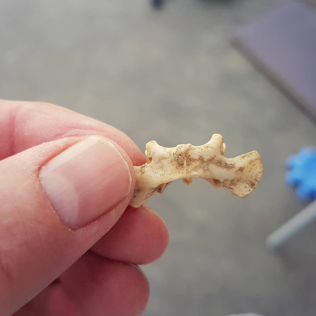 Help with the ID of this please. Found it in a marine formation of cretaceous age in New Zealand. Any one know what it could be? Swipe for more pics and size.

Could well be modern and just something that recently died on the site.

@the_bone_line found in the river near your vineyards 😀

            