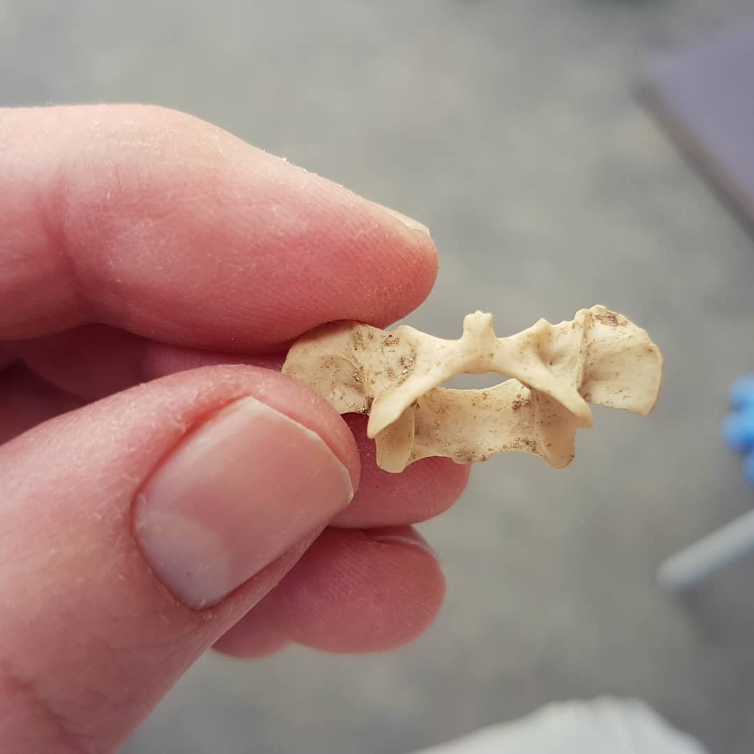 Help with the ID of this please. Found it in a marine formation of cretaceous age in New Zealand. Any one know what it could be? Swipe for more pics and size.

Could well be modern and just something that recently died on the site.

@the_bone_line found in the river near your vineyards 😀

            