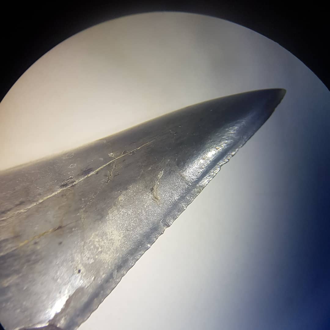 Here are some close ups of that shark tooth I found over the weekend. Some very faint serrations visible. I wonder if it's a worn Great White or one of the transitional ones 🤔 Let me know what you think! It's from a late Miocene to Pliocene area.

         