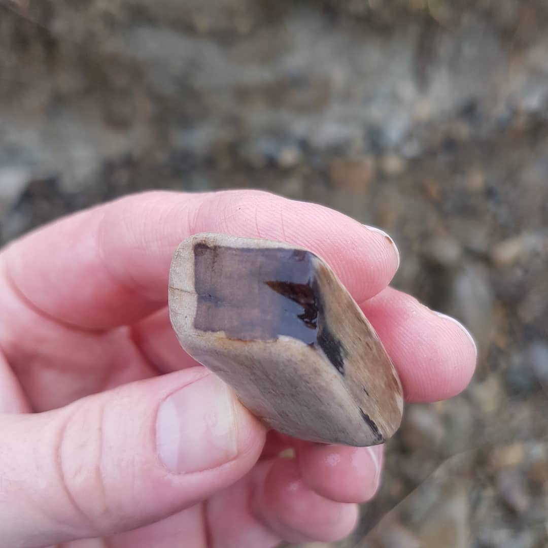 Rainy day petrified wood hunt on the Kawai river. Found one tiny piece and not much else. Good to be out and about though! 
        