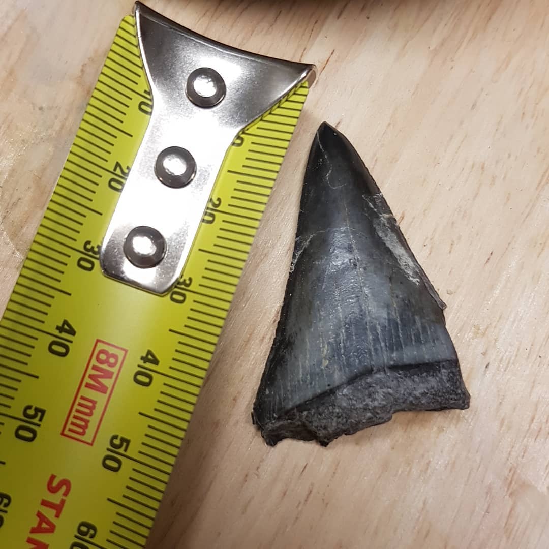 Here are some close ups of that shark tooth I found over the weekend. Some very faint serrations visible. I wonder if it's a worn Great White or one of the transitional ones 🤔 Let me know what you think! It's from a late Miocene to Pliocene area.

         