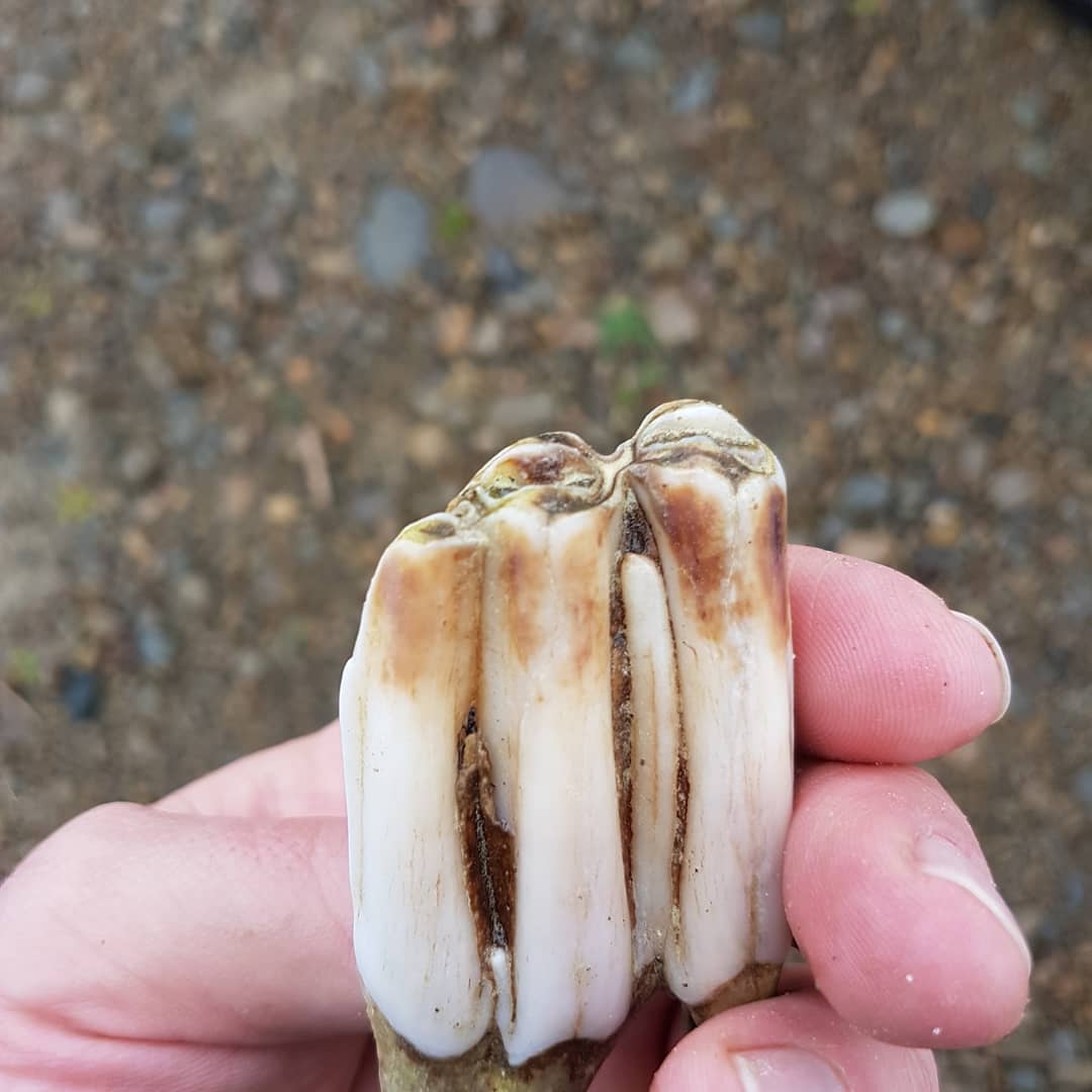 Rainy day petrified wood hunt on the Kawai river. Found one tiny piece and not much else. Good to be out and about though! 
        