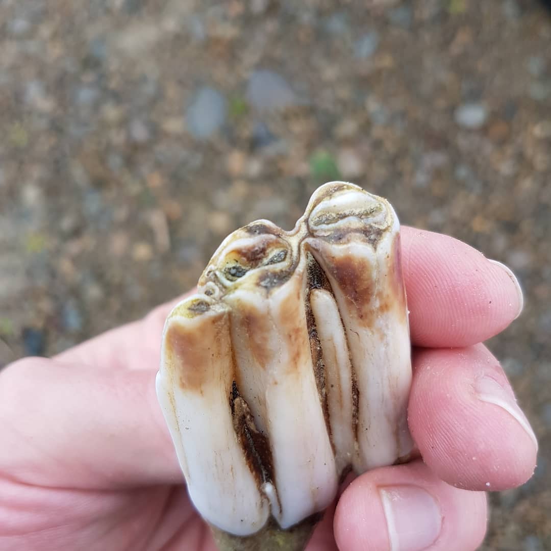 Rainy day petrified wood hunt on the Kawai river. Found one tiny piece and not much else. Good to be out and about though! 
        