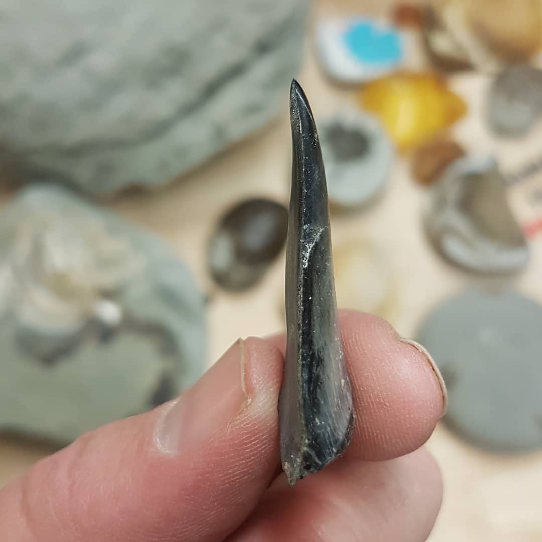 Here are some close ups of that shark tooth I found over the weekend. Some very faint serrations visible. I wonder if it's a worn Great White or one of the transitional ones 🤔 Let me know what you think! It's from a late Miocene to Pliocene area.

         