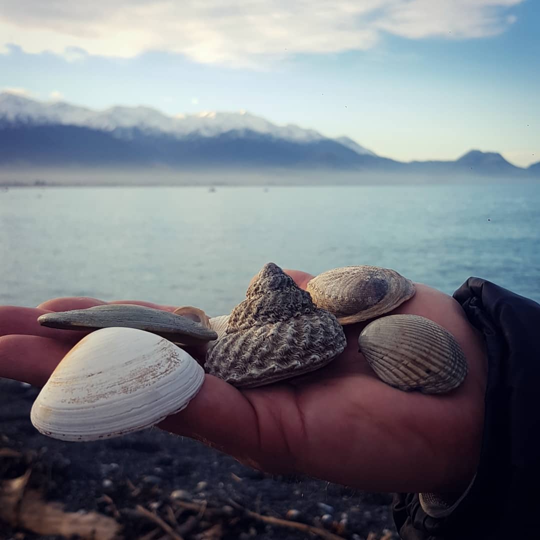 Didn't find any fossils today but managed to find a few shells and enjoyed seeing the sun out! Anyone know what the names of these shells are?

          