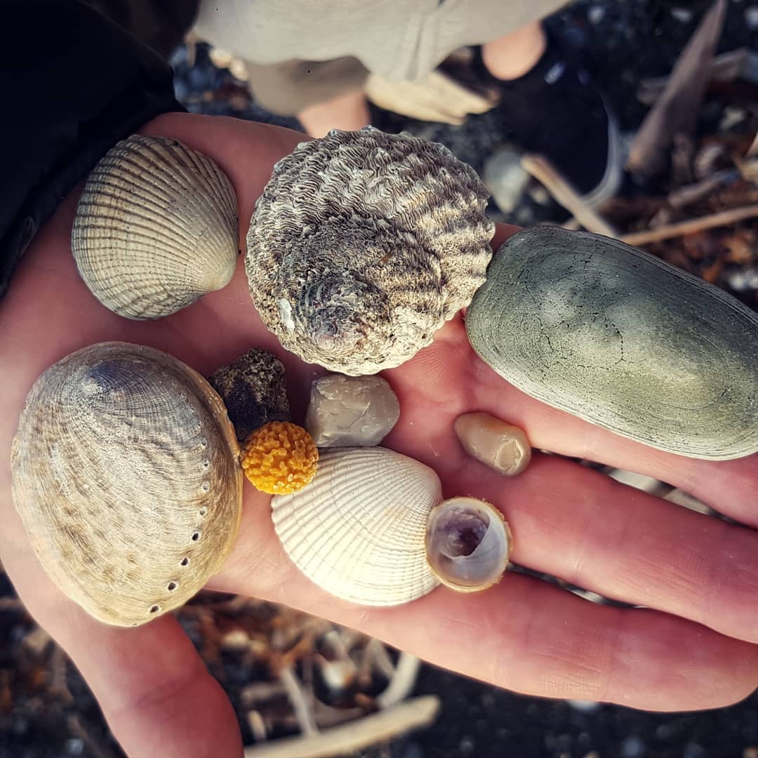 Didn't find any fossils today but managed to find a few shells and enjoyed seeing the sun out! Anyone know what the names of these shells are?

          