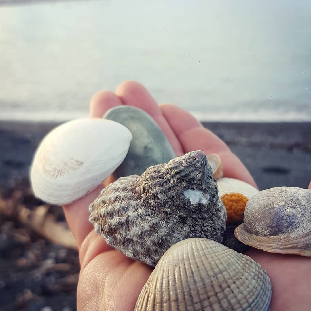 Didn't find any fossils today but managed to find a few shells and enjoyed seeing the sun out! Anyone know what the names of these shells are?

          