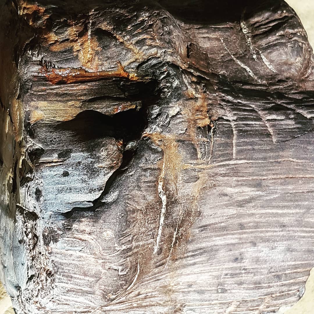 Had time for a quick 1 hour petrified wood hunt driving back from  today. Managed to bag 4 pieces including one beautiful round. 
Really good growth rings and colour on them.

Swipe for more pics.

             