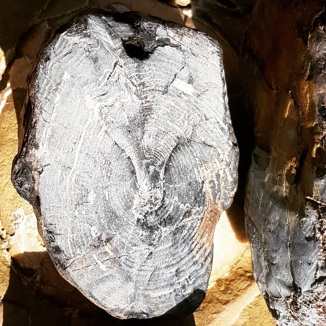 Had time for a quick 1 hour petrified wood hunt driving back from  today. Managed to bag 4 pieces including one beautiful round. 
Really good growth rings and colour on them.

Swipe for more pics.

             