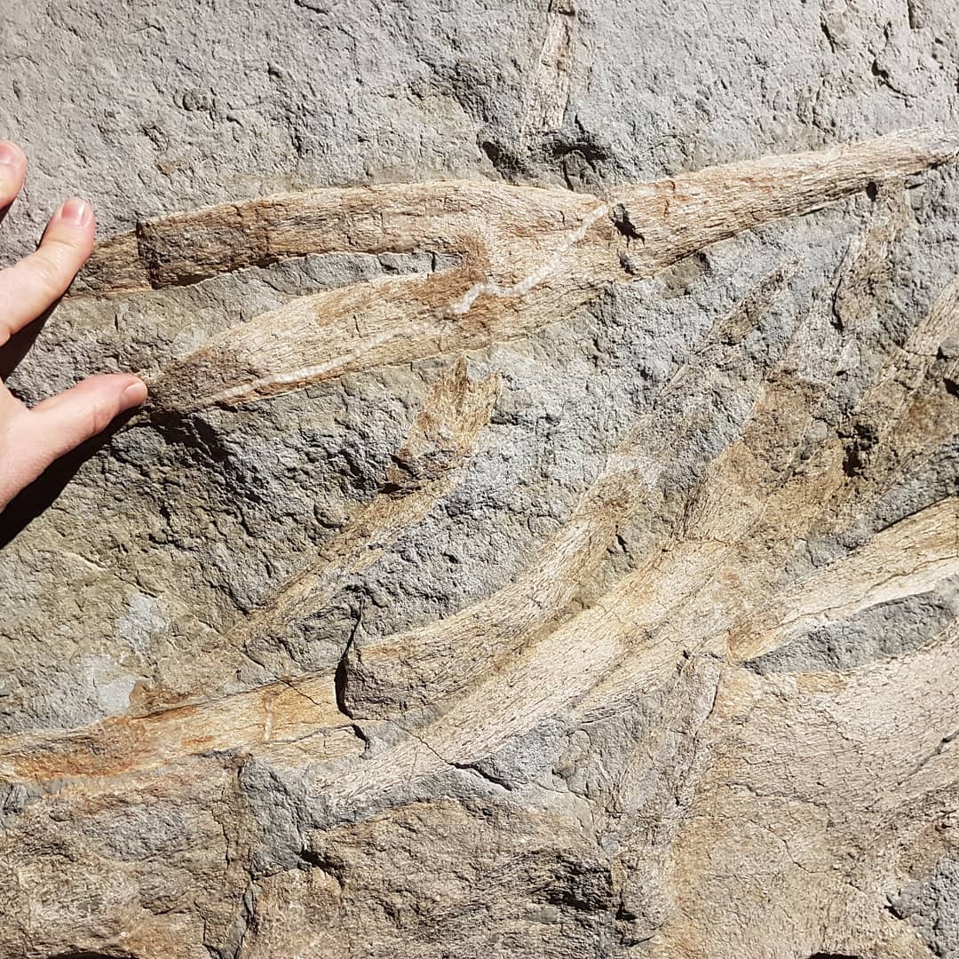 Mauisaurus Haasti plesiosaur, the largest plesiosaur species at over 8m and was found off the coast of New Zealand. This is the specimen at the Kaikoura museum and you are free to touch it 😁🦕            