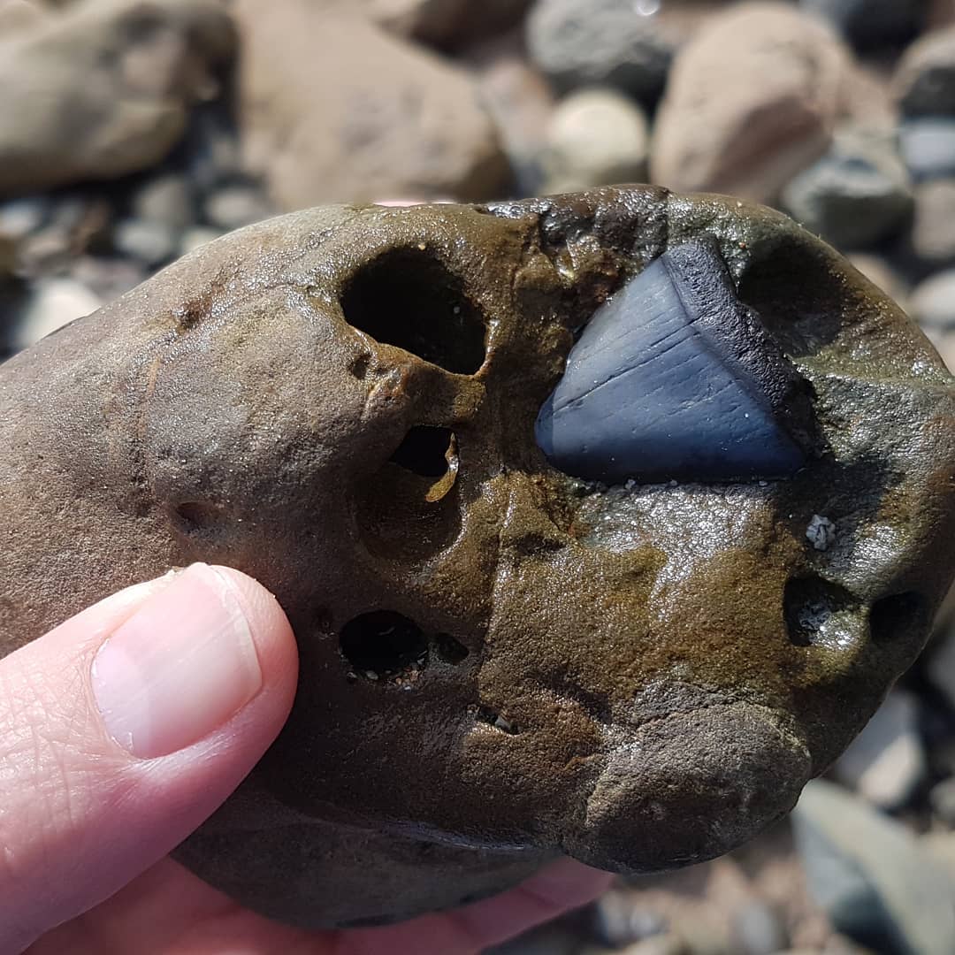 Big shark tooth! And my biggest as well 😍 I dont often find shark teeth and certainly not big ones, so this really got my heart racing.

It has some faint serrations on it and is late Miocene to Pleistocene so could be something in the great white family, I'll wait for the shark expert to weigh in 🦈

Prepping it tonight, so keep an eye on my YouTube channel for the prep video later this week.

Swipe to see where it was hiding.

          