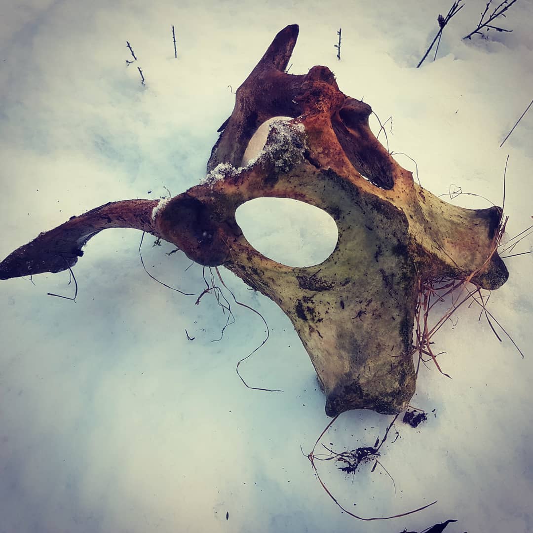 Snowy rockhounding trip at the Hinds River. Came across this pelvis, that looked suspiciously like a mask, just sitting in the snow, not creepy at all!

Swipe for more pictures from the hunt.

            