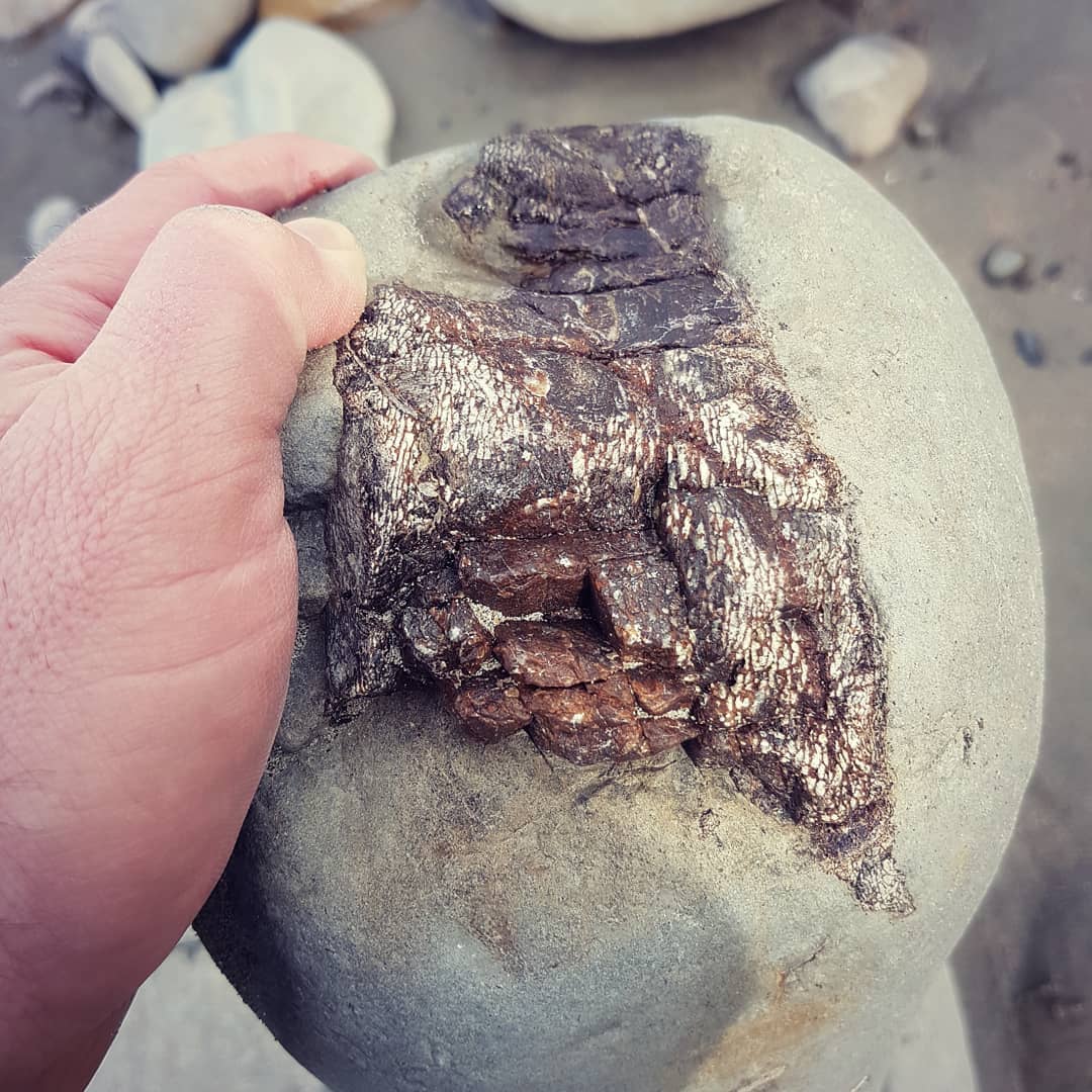 Big piece of fossil bone, probably from a whale or dolphin, I found this weekend. Waiting for that day I find a skull or a complete flipper!

                