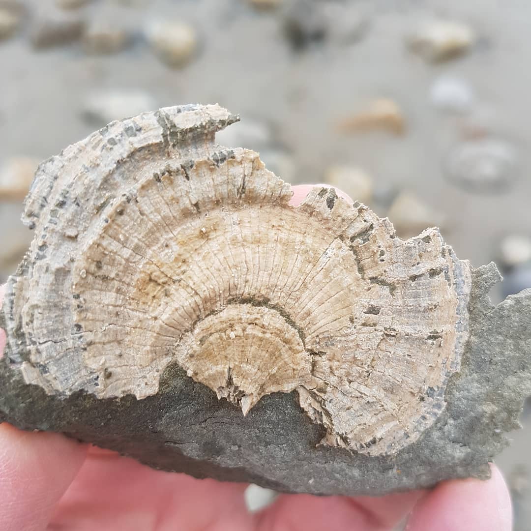 Some fossilised coral from yesterday's hunt. It was hiding inside a concretion that  I split open.  Let me know the species if you have any idea. It's from a Miocene area.

              