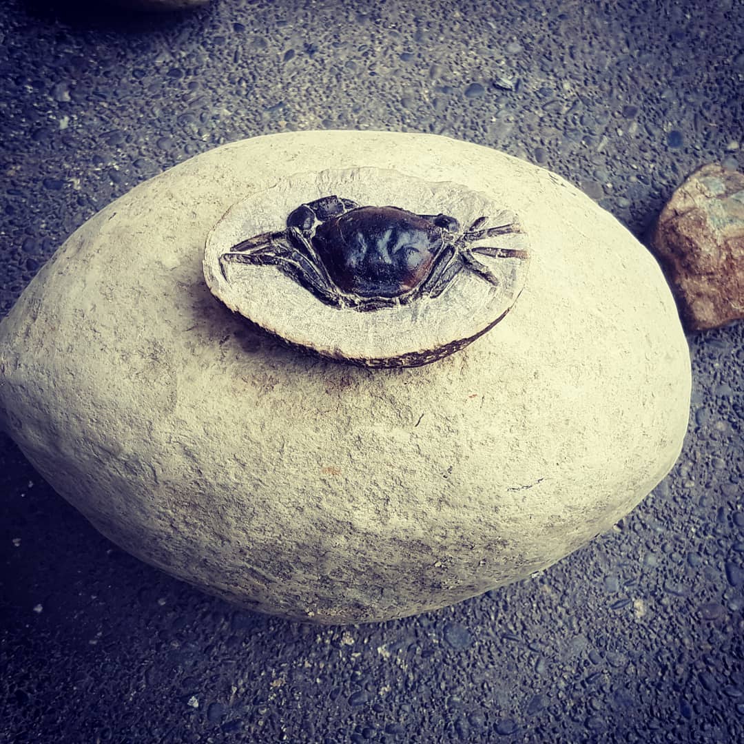 Found a gigantic fossil crab today! Clocking in at 22kg (50lbs) and 32cm wide with the tips of the legs sticking out either side, this is going to be a absolute unit. Hoping for a massive claw in there 😁

I've included a crab from Washington, USA for scale.

No idea how to prep it, anyone got any suggestions?

Thanks for a great day out @jordonz_gemz! 
                 