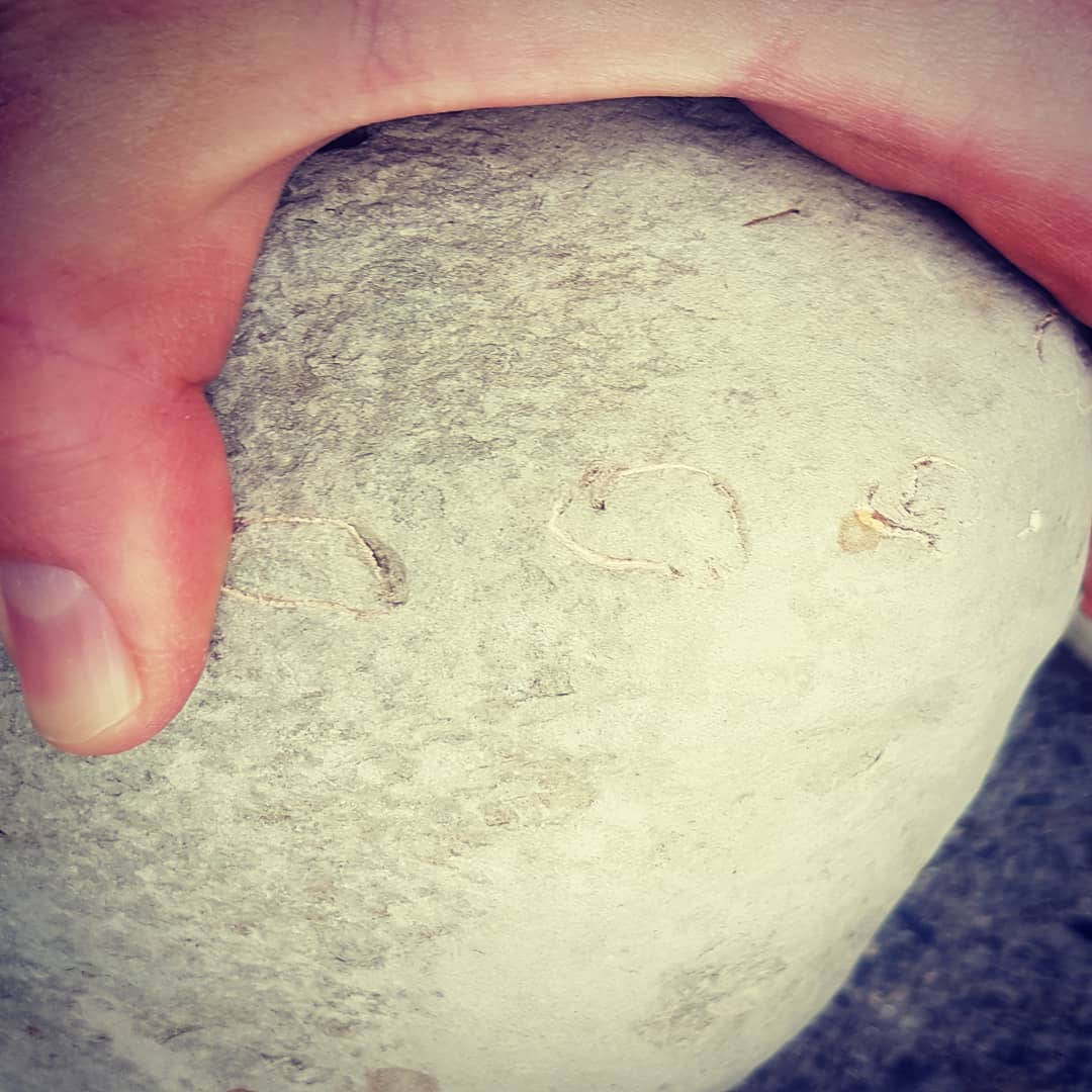 Found a gigantic fossil crab today! Clocking in at 22kg (50lbs) and 32cm wide with the tips of the legs sticking out either side, this is going to be a absolute unit. Hoping for a massive claw in there 😁

I've included a crab from Washington, USA for scale.

No idea how to prep it, anyone got any suggestions?

Thanks for a great day out @jordonz_gemz! 
                 