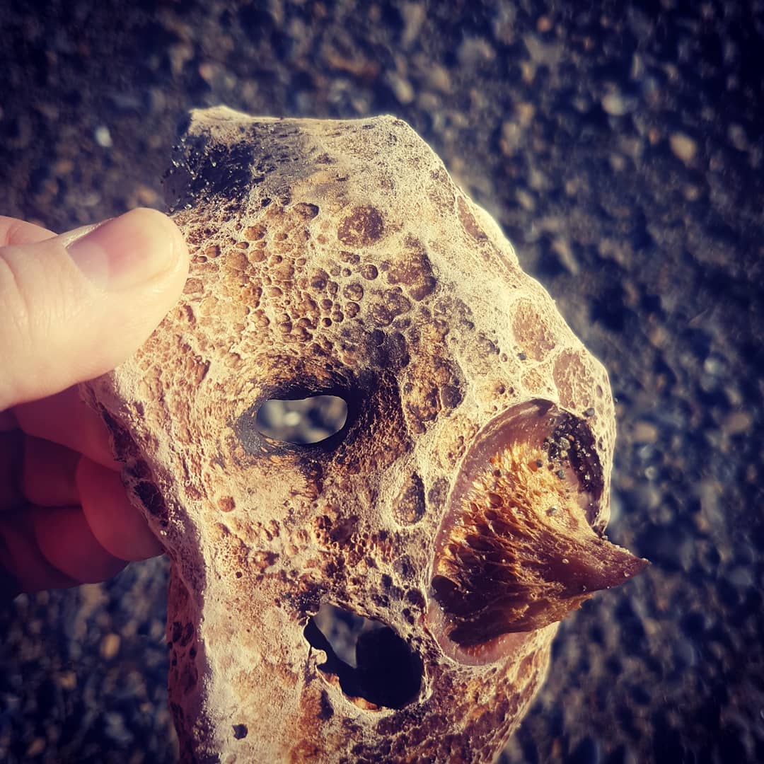 Strange find of the day, anyone have an idea what it could be? Its definitely organic and not fossilised.

     