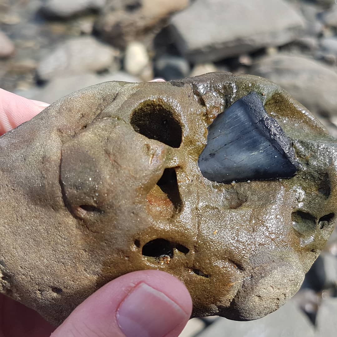 Big shark tooth! And my biggest as well 😍 I dont often find shark teeth and certainly not big ones, so this really got my heart racing.

It has some faint serrations on it and is late Miocene to Pleistocene so could be something in the great white family, I'll wait for the shark expert to weigh in 🦈

Prepping it tonight, so keep an eye on my YouTube channel for the prep video later this week.

Swipe to see where it was hiding.

          