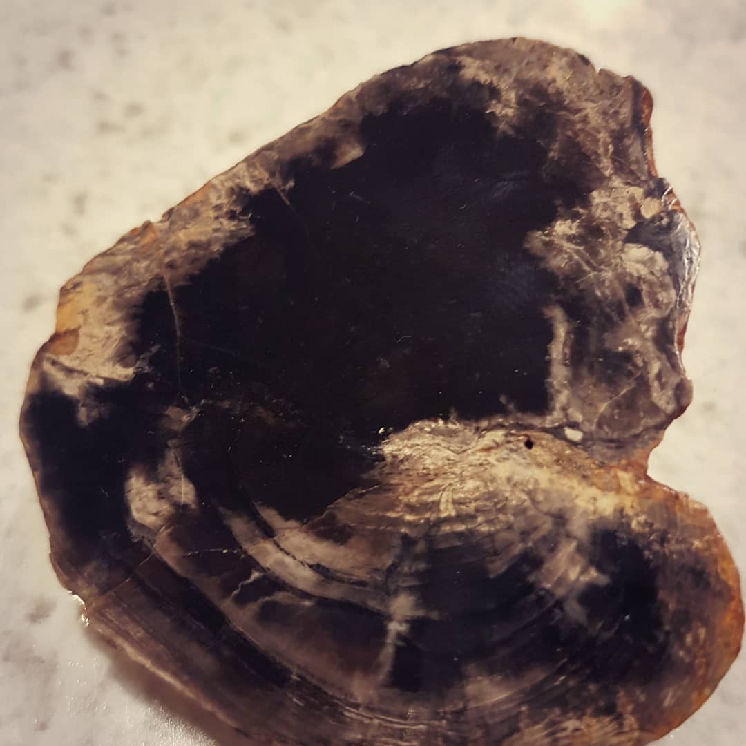 This is my first proper piece of fossilized wood I found. It's from the Cretaceous period and I was lucky enough to get a full round - a complete limb cross-section, that was stuck in a muddy embankment.

You can even still see the growth rings! Thanks to @chris_caine_88 for showing me the spot.

              