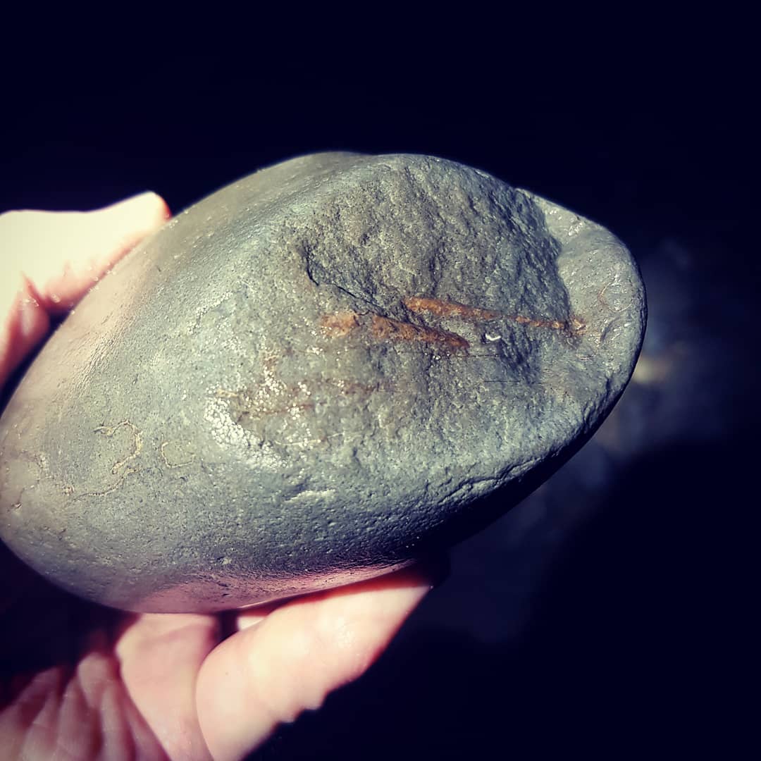 First crab of the morning! Found it 2 minutes after I got to the beach. You can see the legs sticking out the side of the concretion and they look to be in great condition!

               