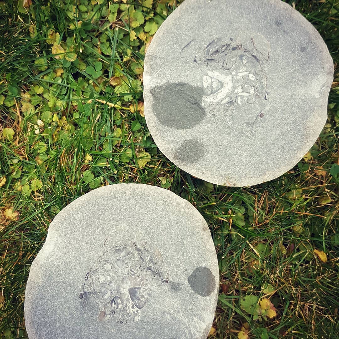 This concretion was in my maybe pile so decided to split it open today. Inside is a perfect crab! 100% complete, no legs sticking out at all! Glad I took a chance and brought it home.

          

@nzfossil @sandhya_fossils