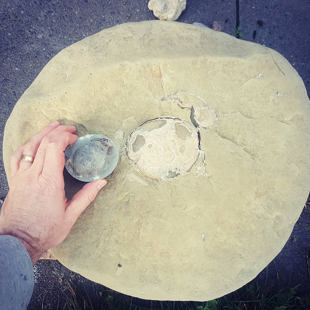 My largest and smallest crab concretions. The small one is 8cm (3") wide and weighs 225 grams (8 oz). The large one is 50cm (20") wide and weighs 70kg (150 lbs).               