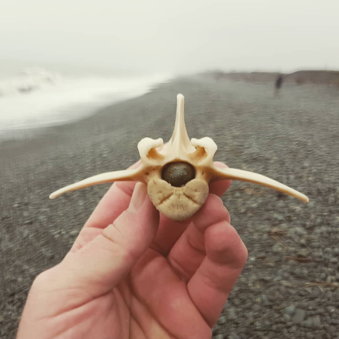 There's something you don't see every day,  a vertebrae with a rock stuck in it. Not the agate I was looking for but brought it home anyway!

     