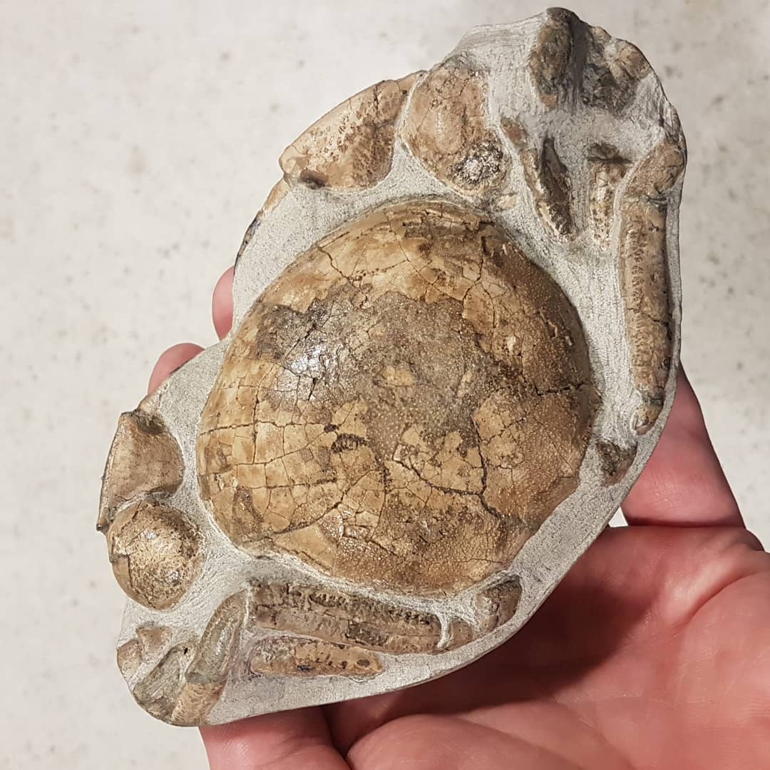 Miocene era fossil crab I found and a friend prepped for me. Species is Tumidocarcinus Giganteus.

            