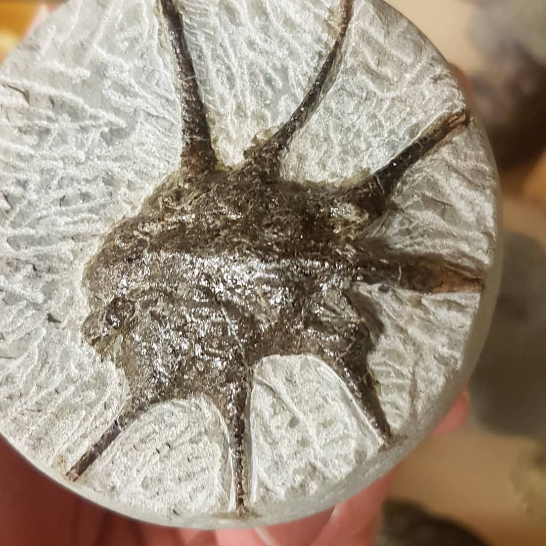 My first Actinotocarcinus chidgeyi prep. What a weird looking crab! Challenging to prep as well as those spikes are fragile. Full fossil prep is on my YouTube, link in my bio.

This Actinotocarcinus is rare and only the second I have found and by far the most complete.

             