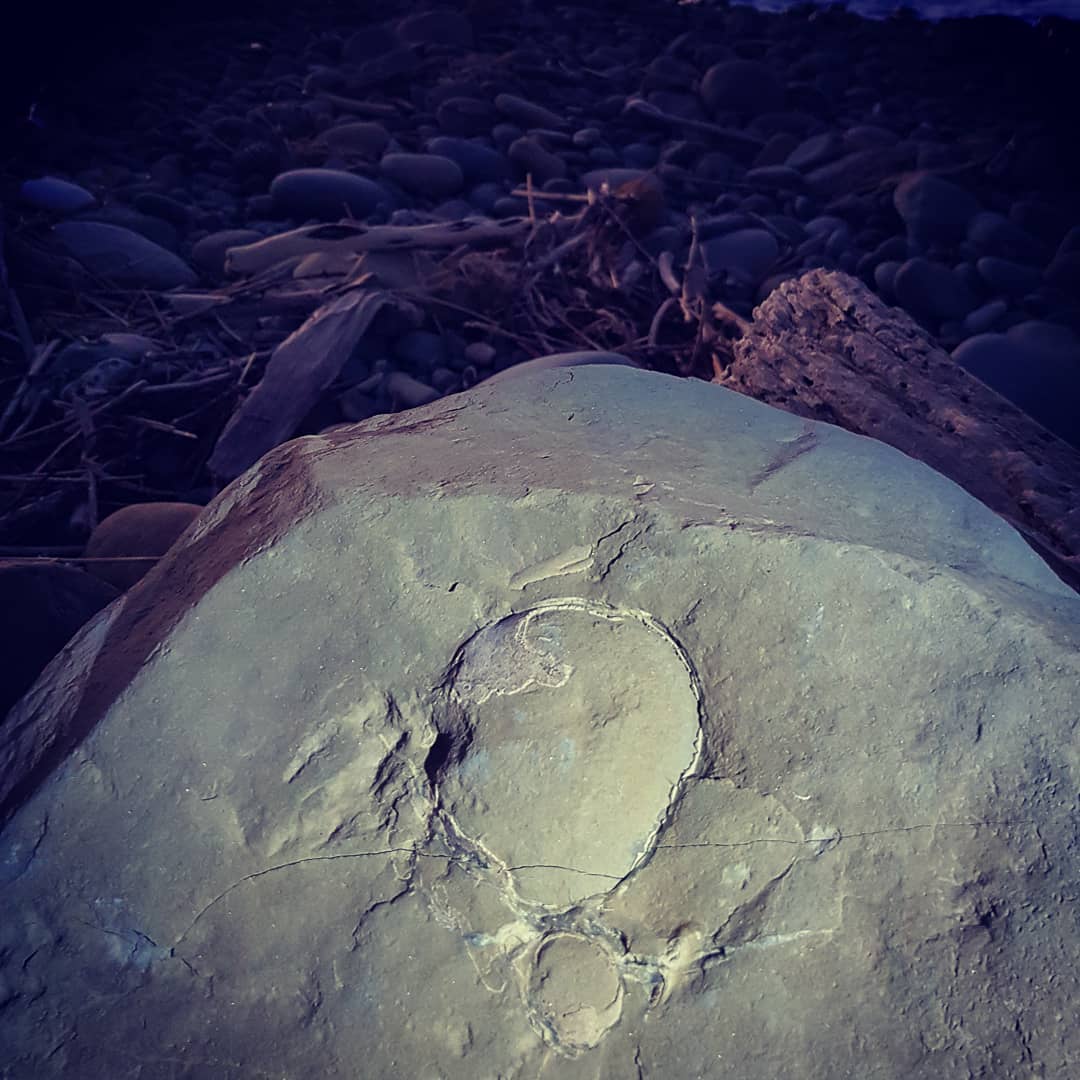 Fossil crab peeking out of a concretion at dawn.       